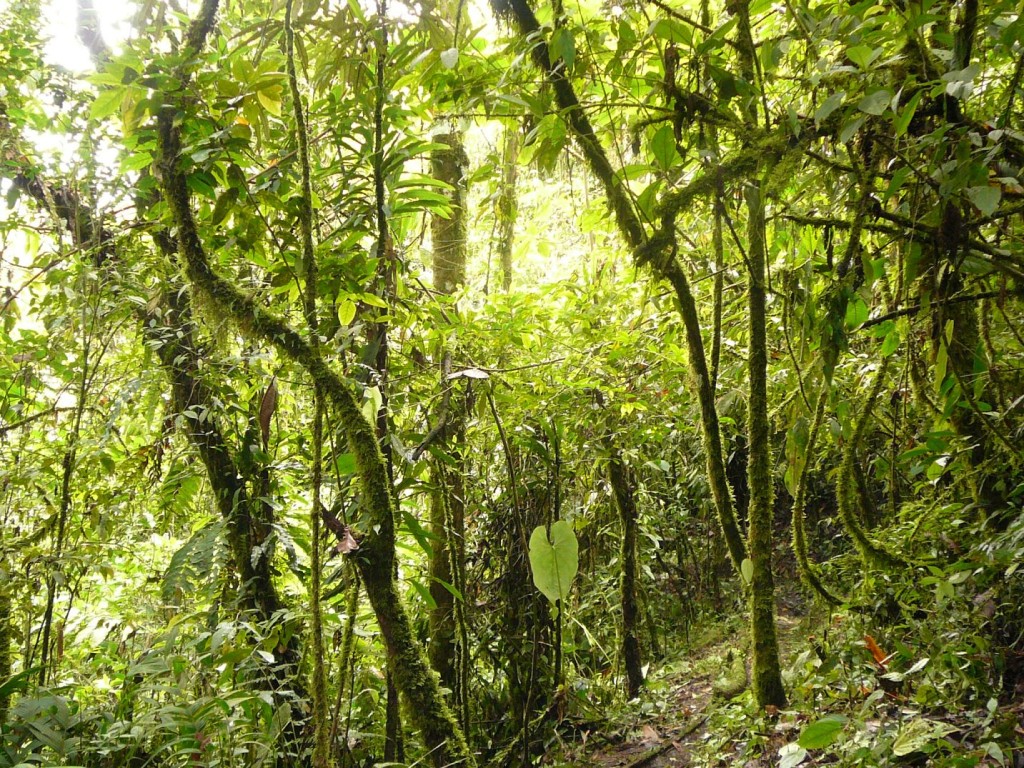 Into the jungle