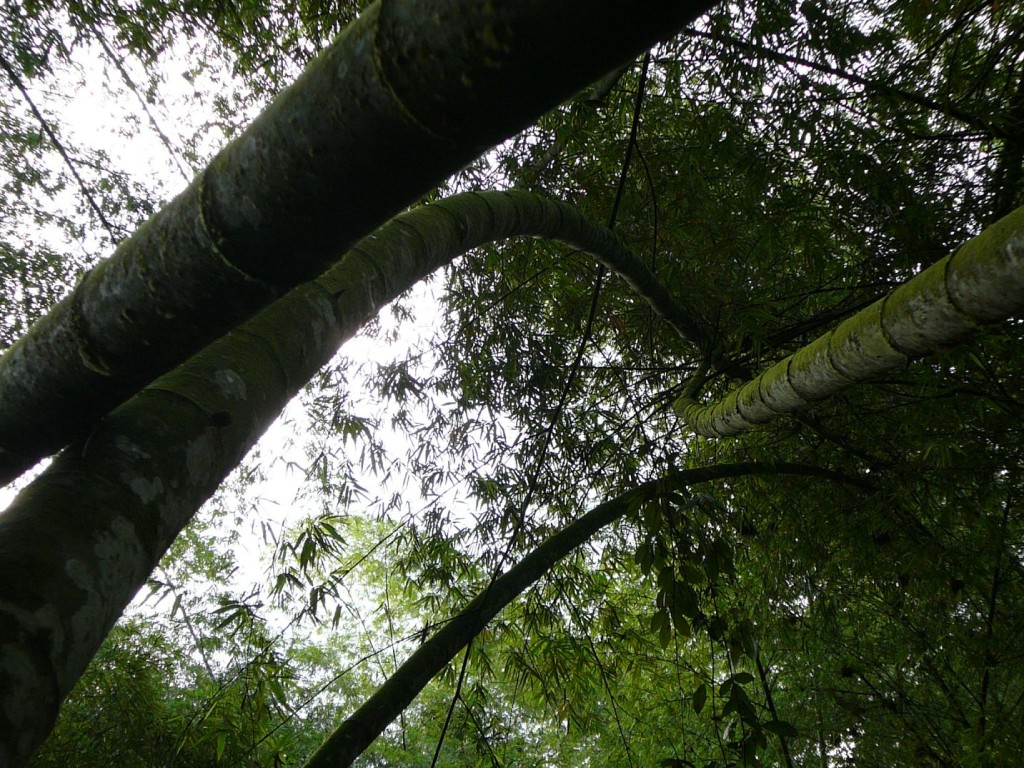 Guadua