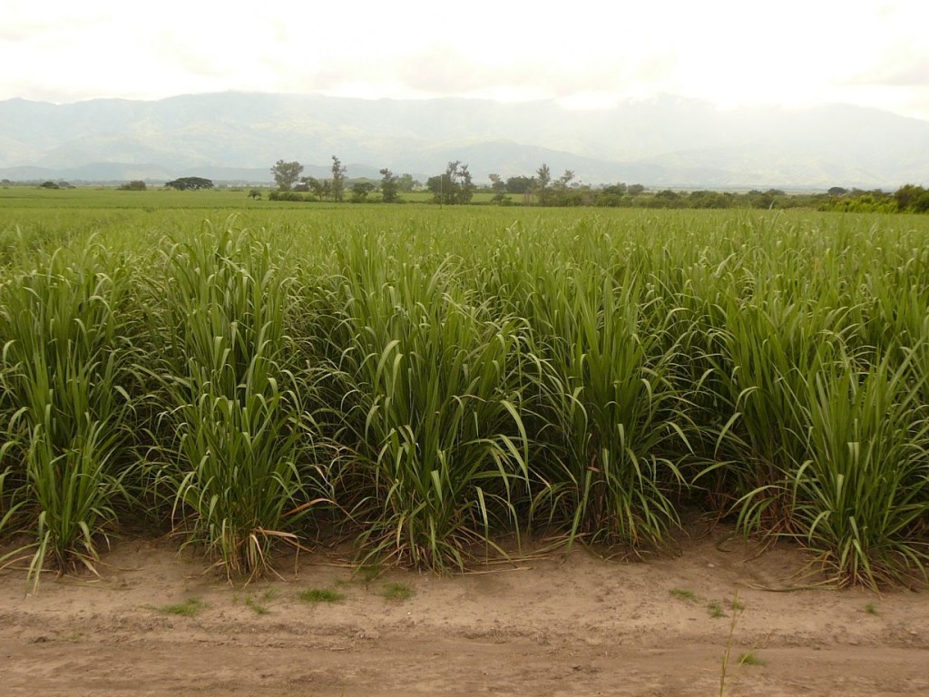 Canela farms