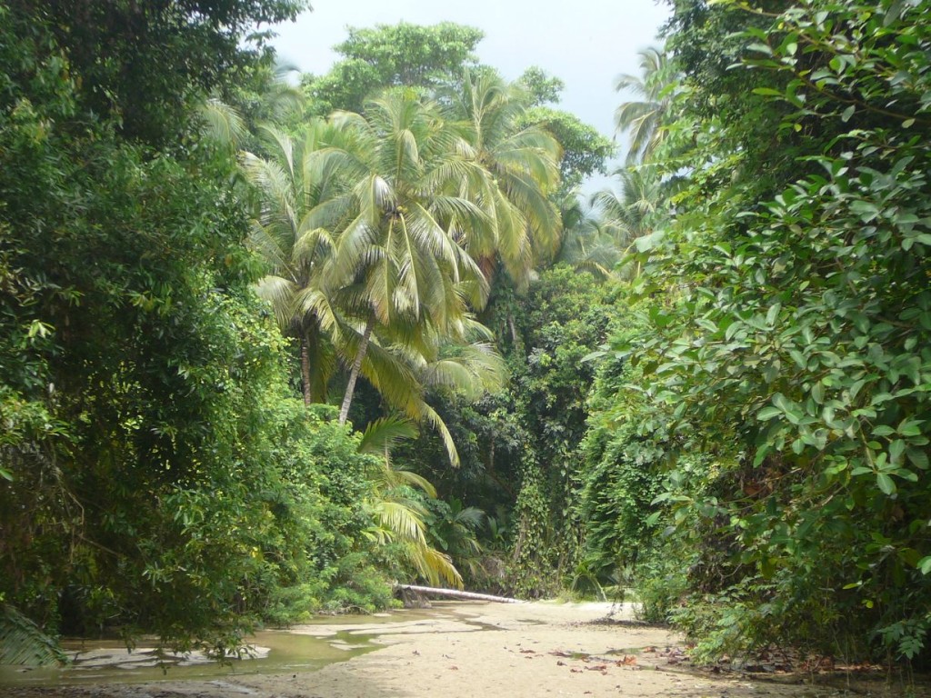 Into the jungle